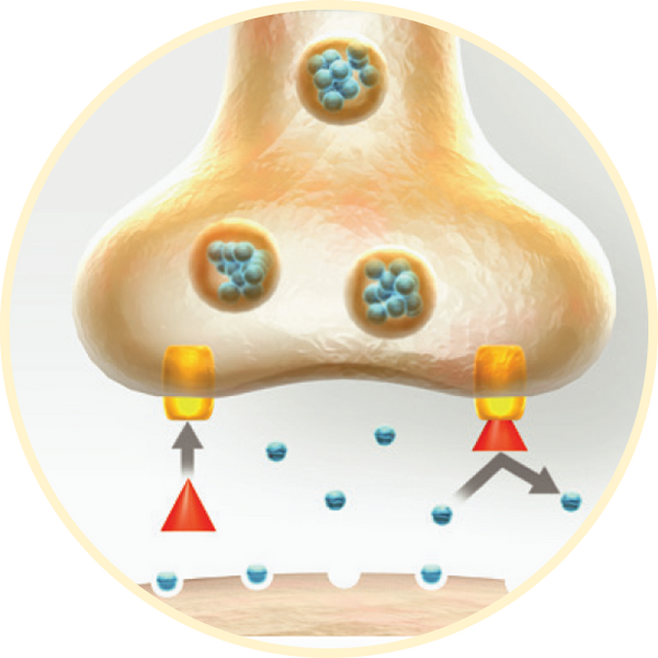 Deplin Folate How Deplin® Helps Antidepressants